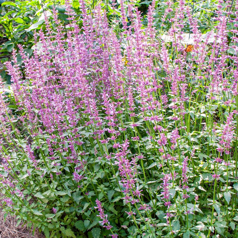 rose mint seeds Agastache Rose Mint Seeds - 100 Seeds