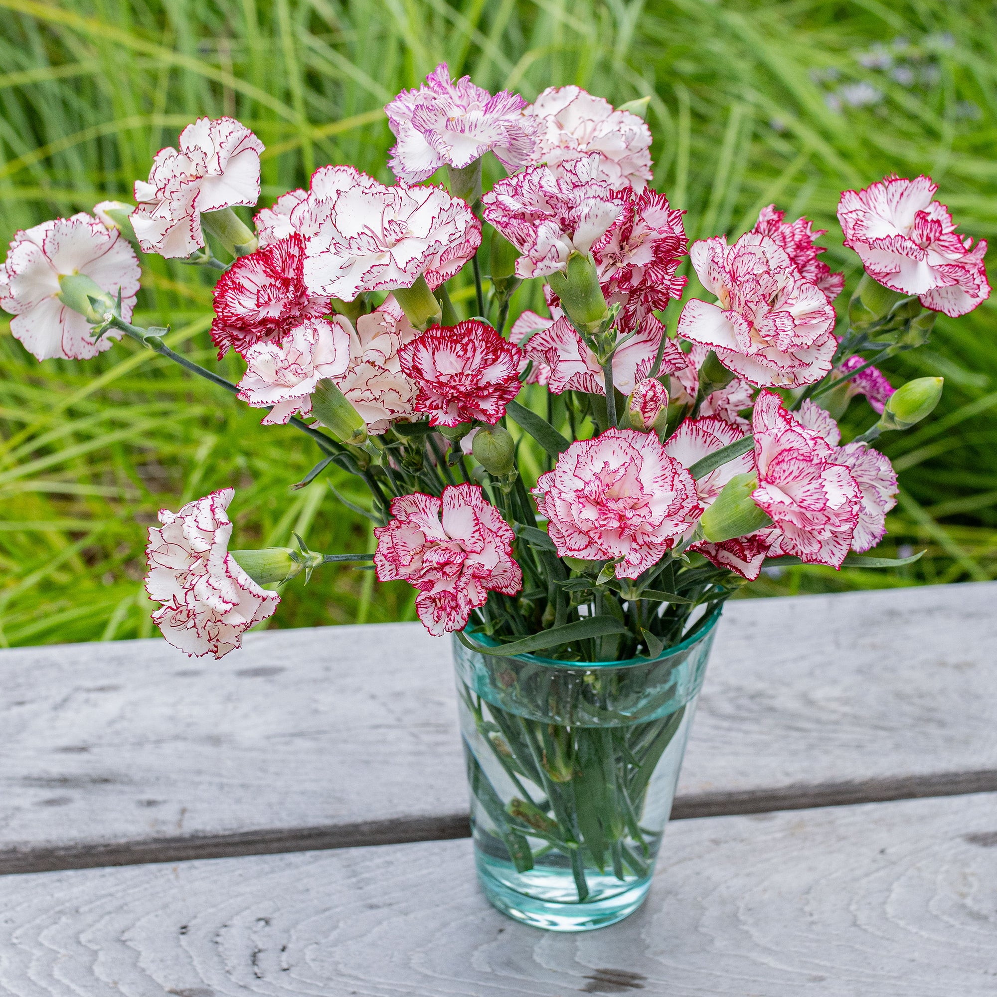 carnation seed planting Carnation 'Chabaud Giants Benigna' seeds