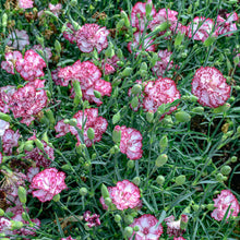 Carnation 'Chabaud Giants Benigna'