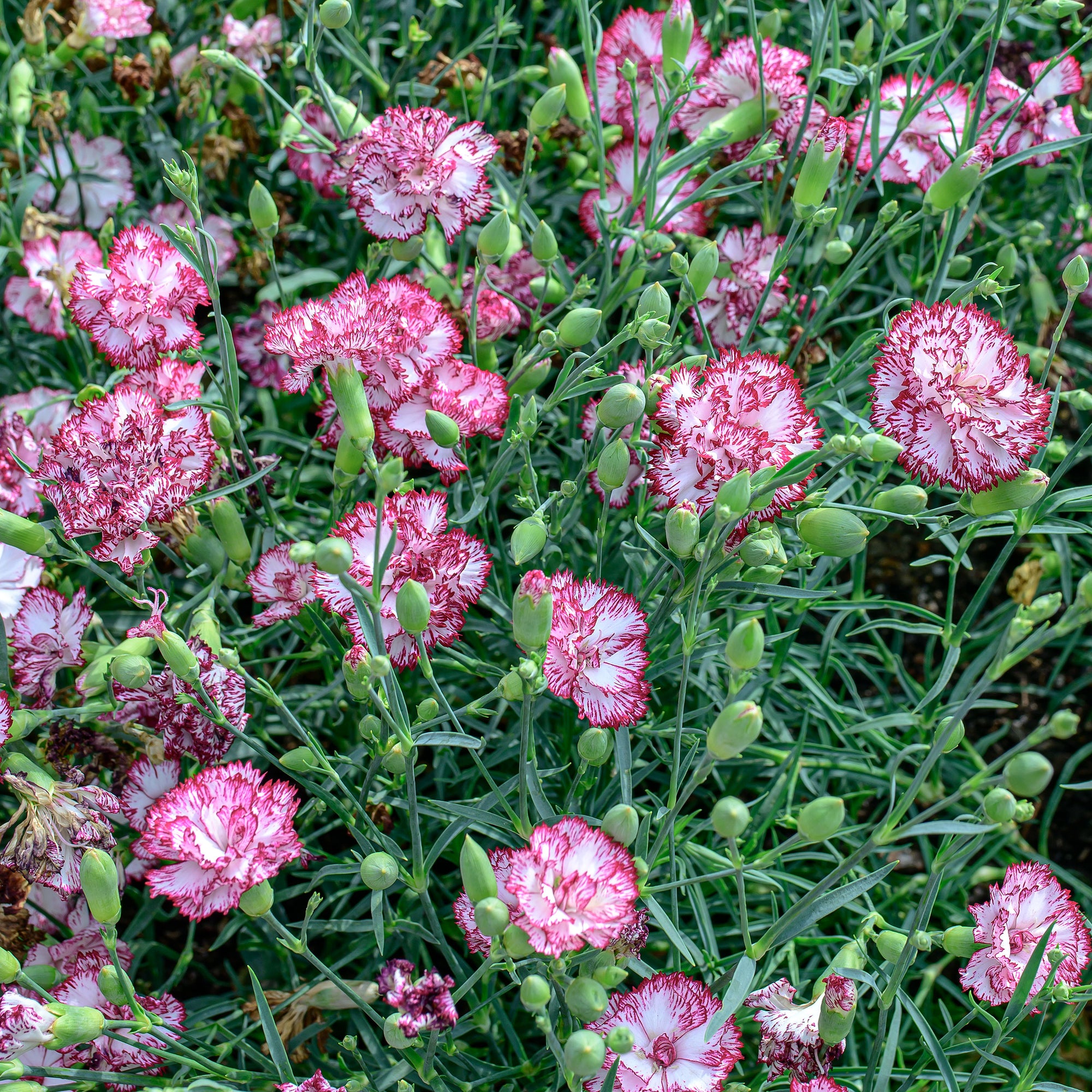 Carnation 'Chabaud Giants Benigna'