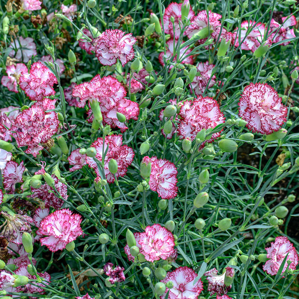 Carnation 'Chabaud Giants Benigna'