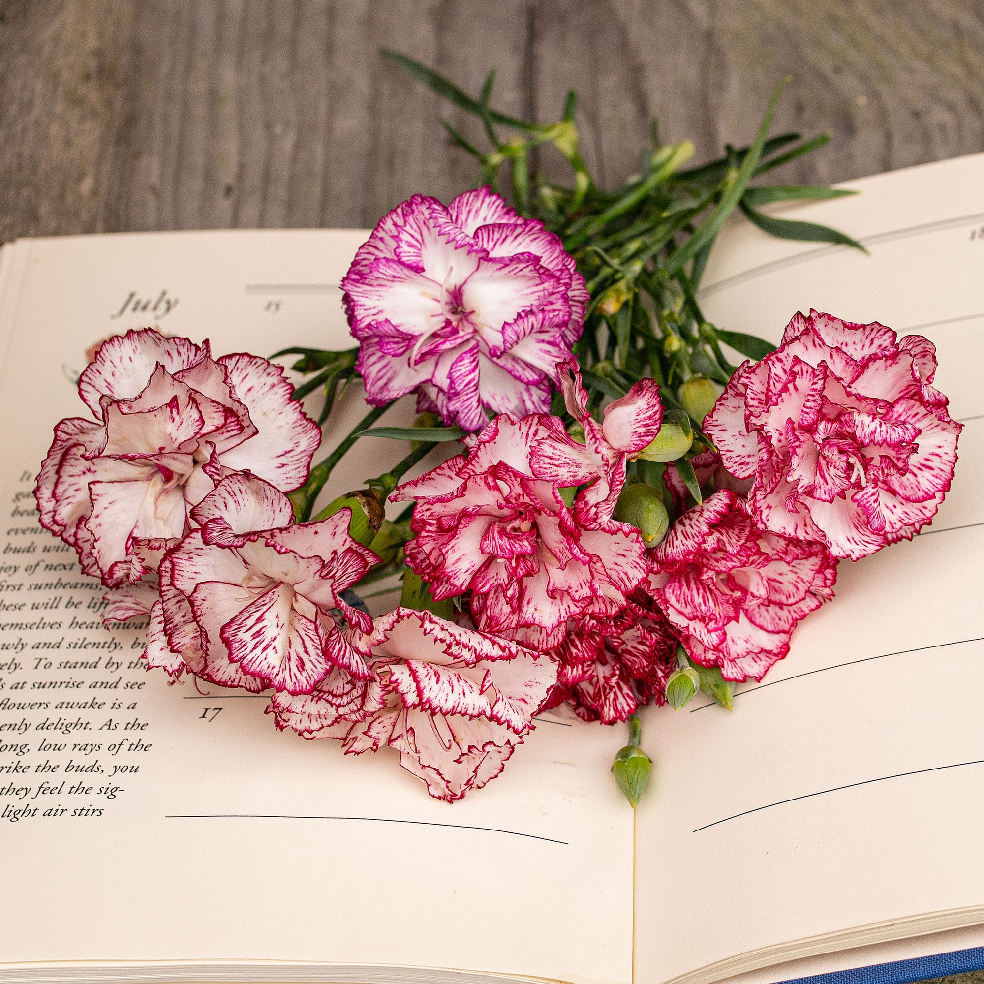 Carnation 'Chabaud Giants Benigna'