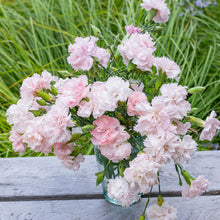 Carnation 'Chabaud Giants La France'