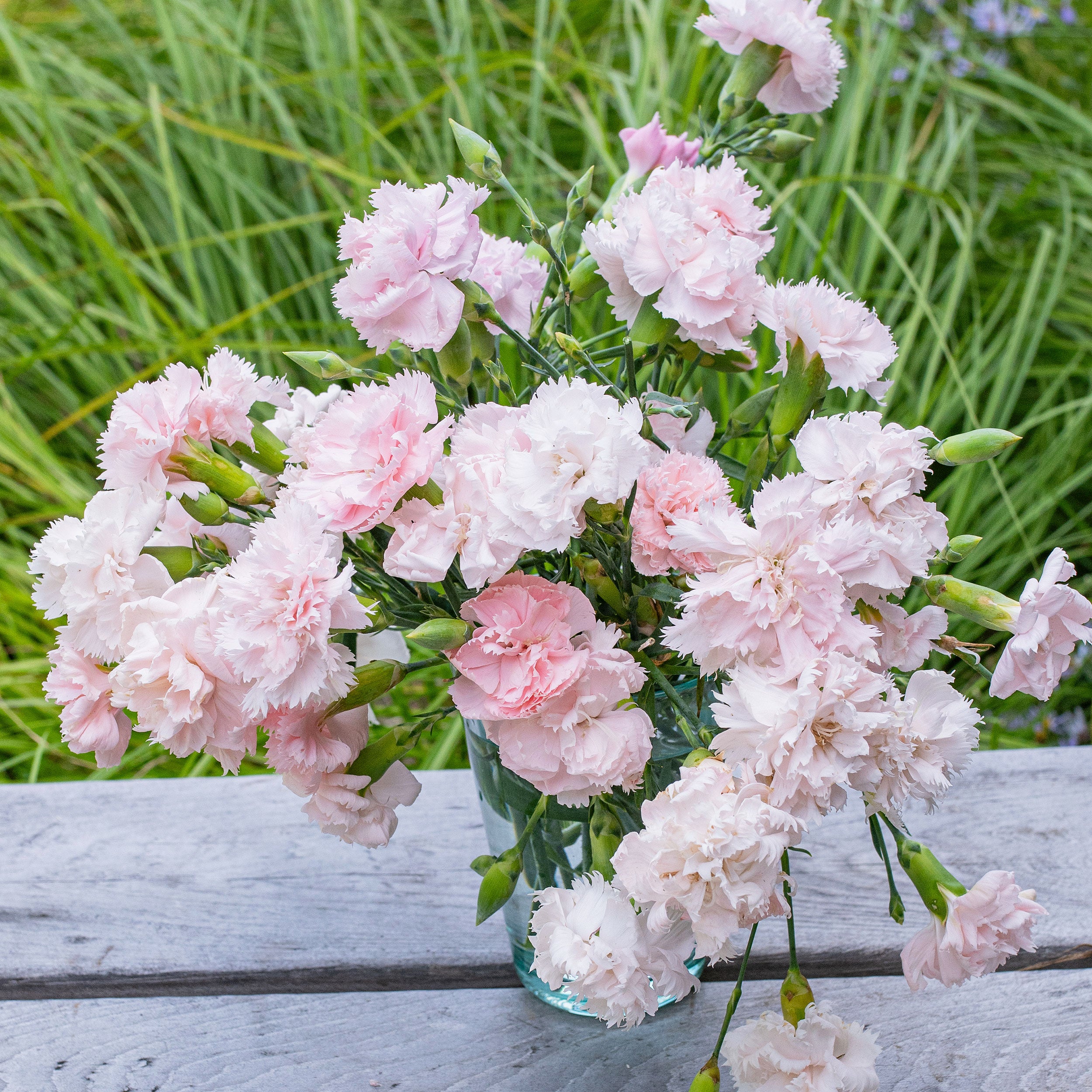 carnation potted plant Carnation 'Chabaud Giants La France'