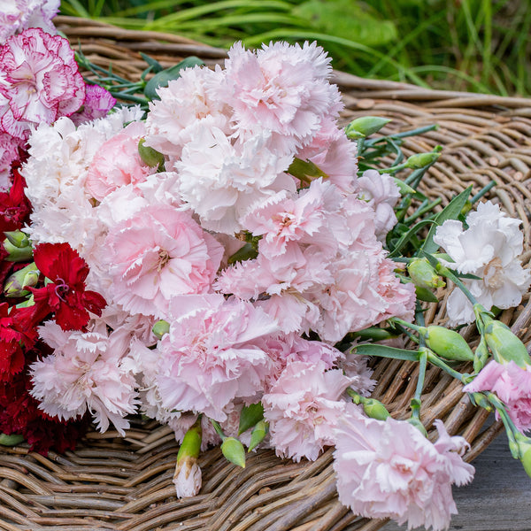 carnation seed to flower time Carnation 'Chabaud Giants La France'