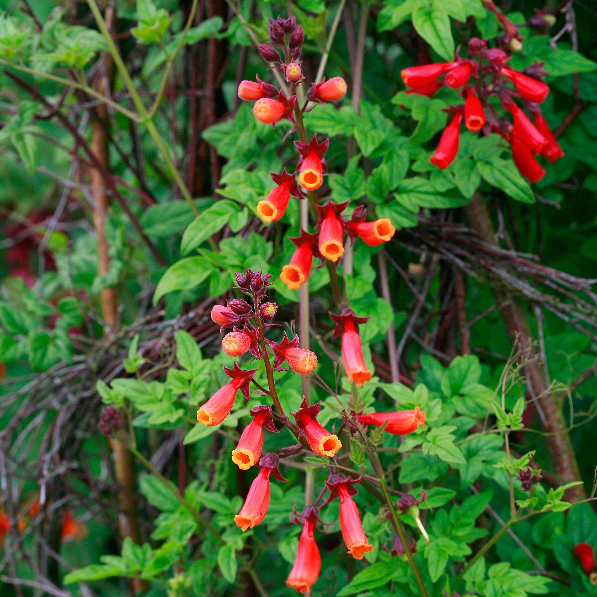 chilean glory flower seeds Chilean Glory Flower 'Tresco Mix' seeds