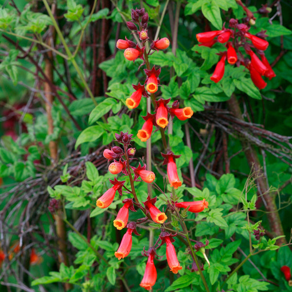 Chilean Glory Flower 'Tresco Mix' seeds - Eccremocarpus scaber