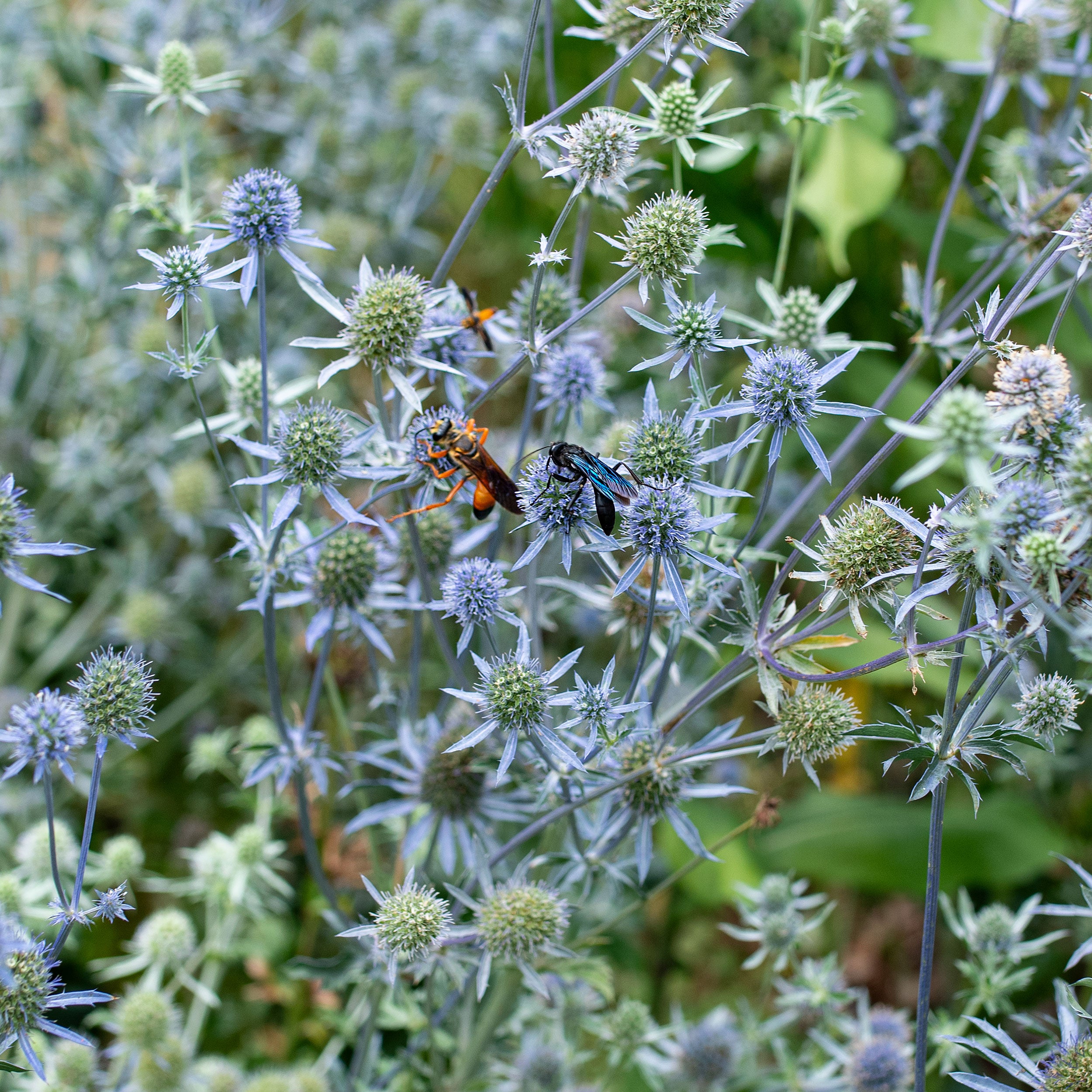 planting sea holly seeds Sea Holly 'Blaukappe'