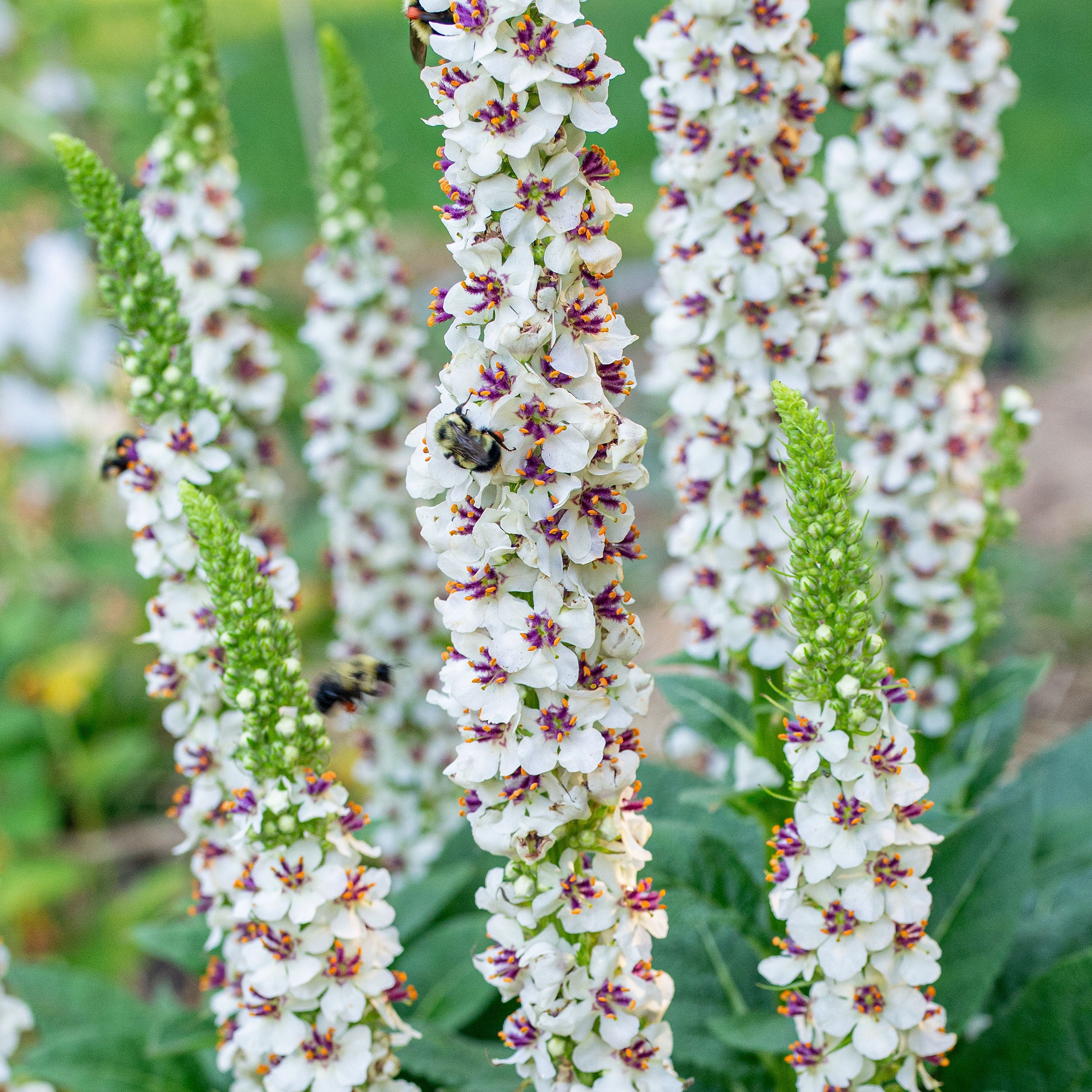 Mullein 'Wedding Candles' seeds - Verbascum chaixii f. album