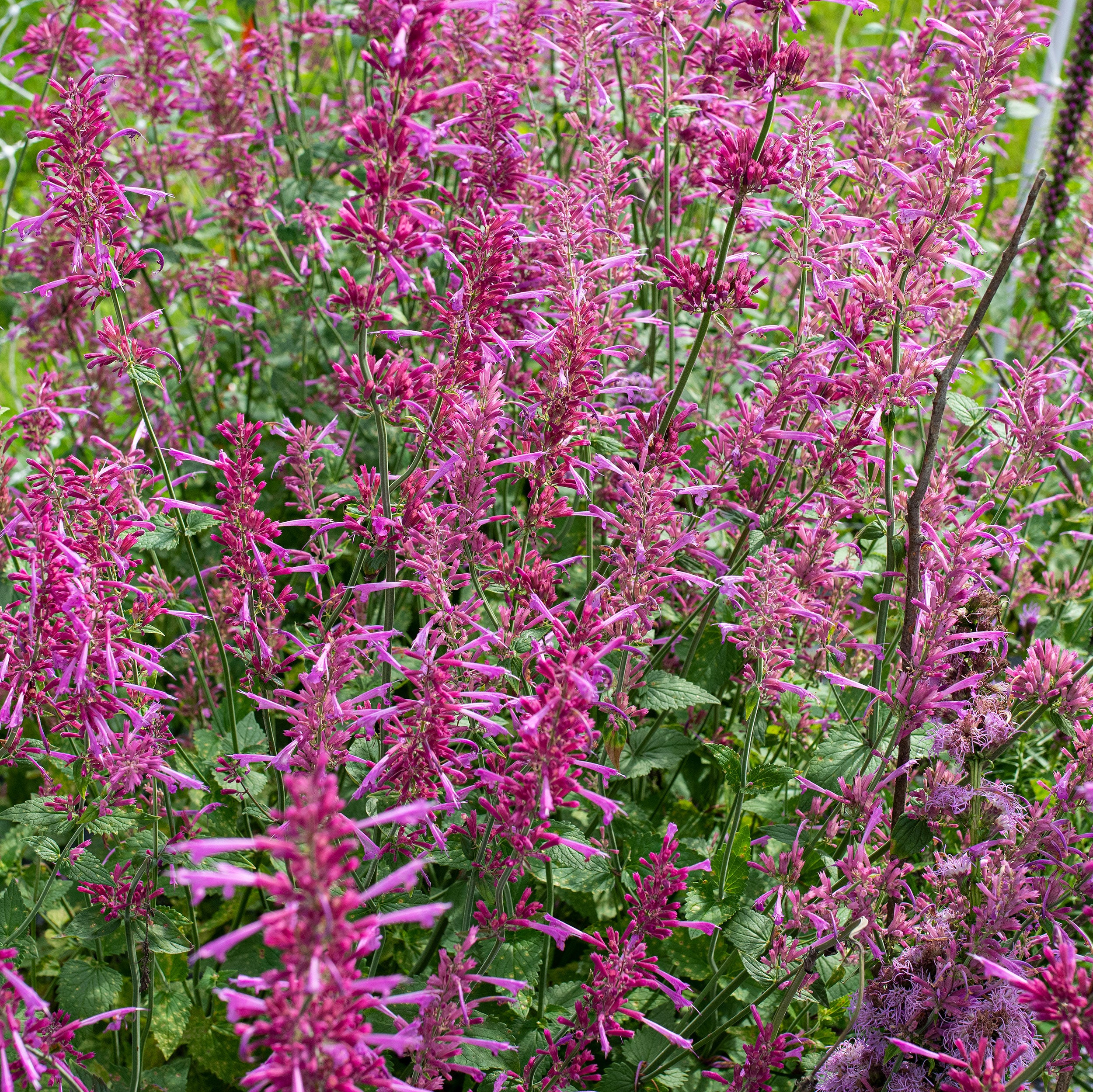 Agastache 'Heather Queen' seeds - Agastache cana