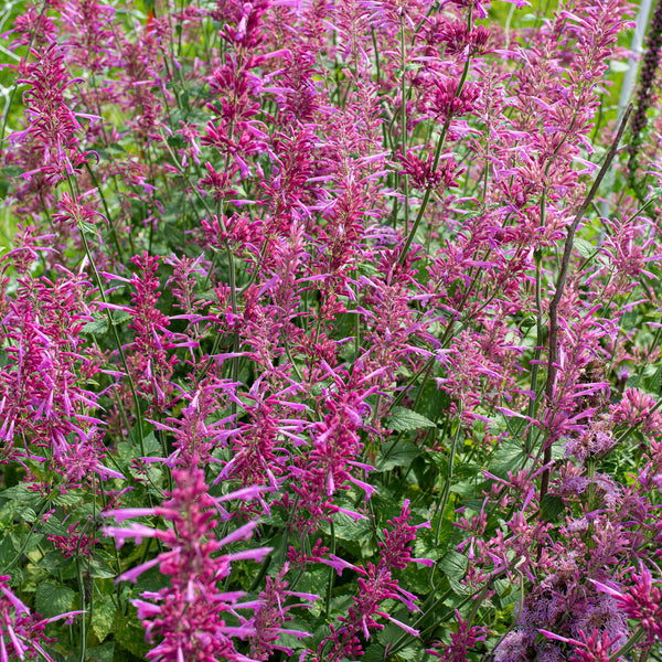 planting agastache seeds Agastache 'Heather Queen' seeds