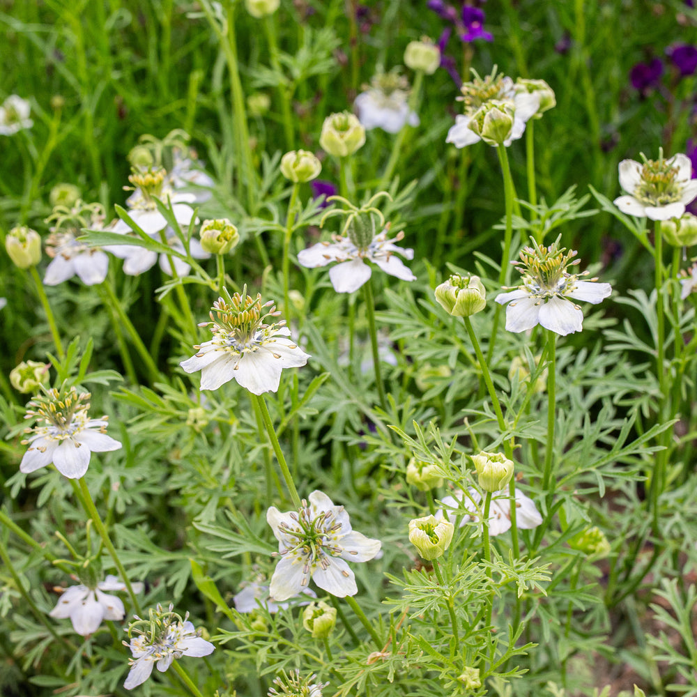 Fennel Flower