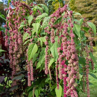 
    



Amaranth 'Mira'

