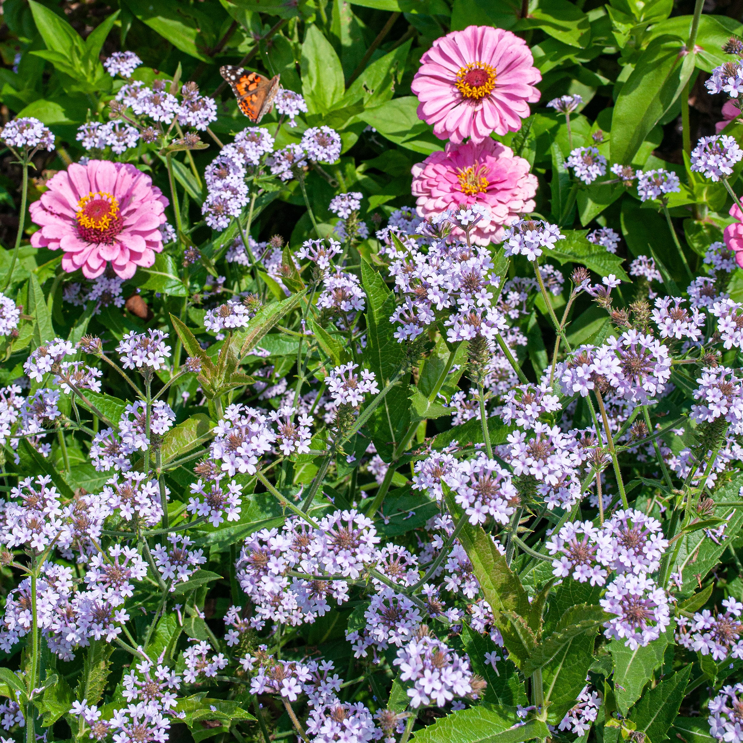 Parure De Lit Flanelle Verbena Caleffi - Imprimé Floral Rose/bleu - 4 Pièces - Drap Plat 240x280cm + Housse 180x200cm + 2 Taies 50x80cm