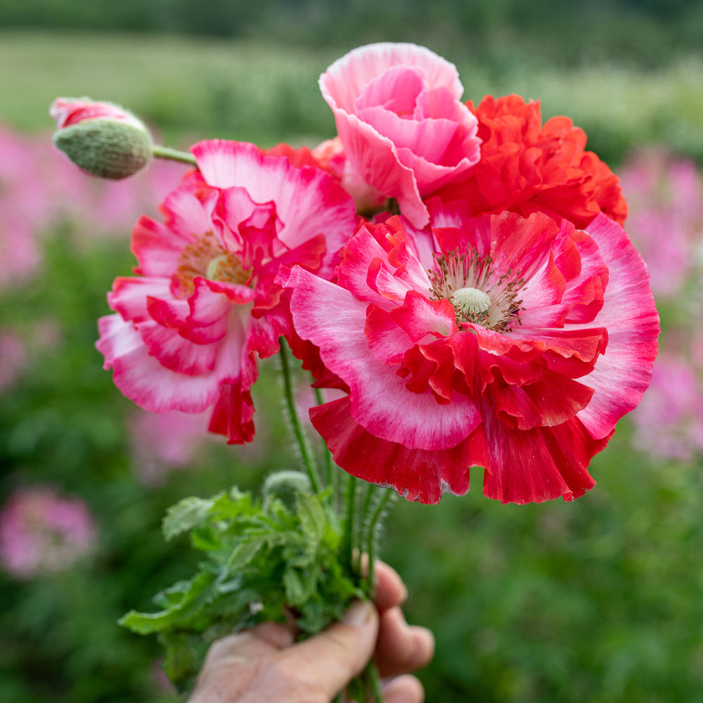 supreme flower seeds Poppy