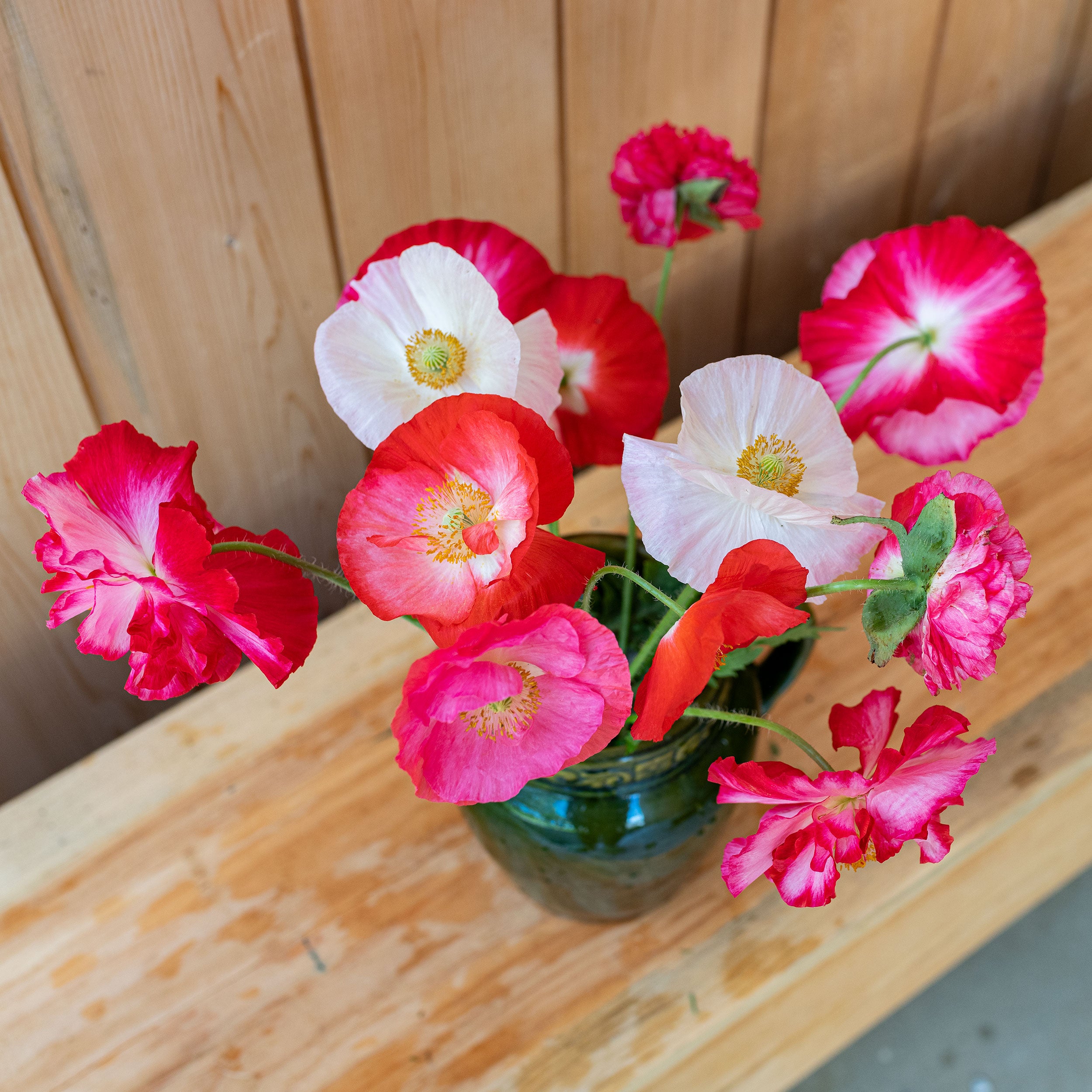 supreme flower seeds Poppy