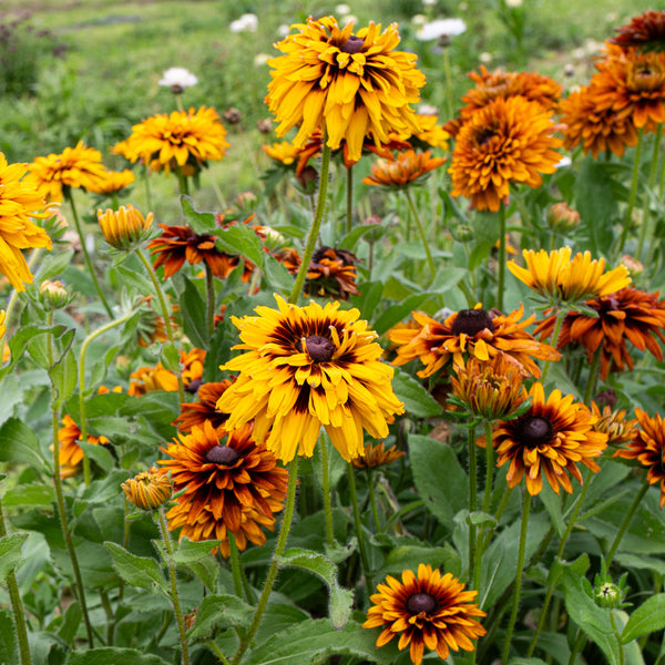 rudbeckia seed planting instructions Rudbeckia 'Cherokee Sunset' seeds