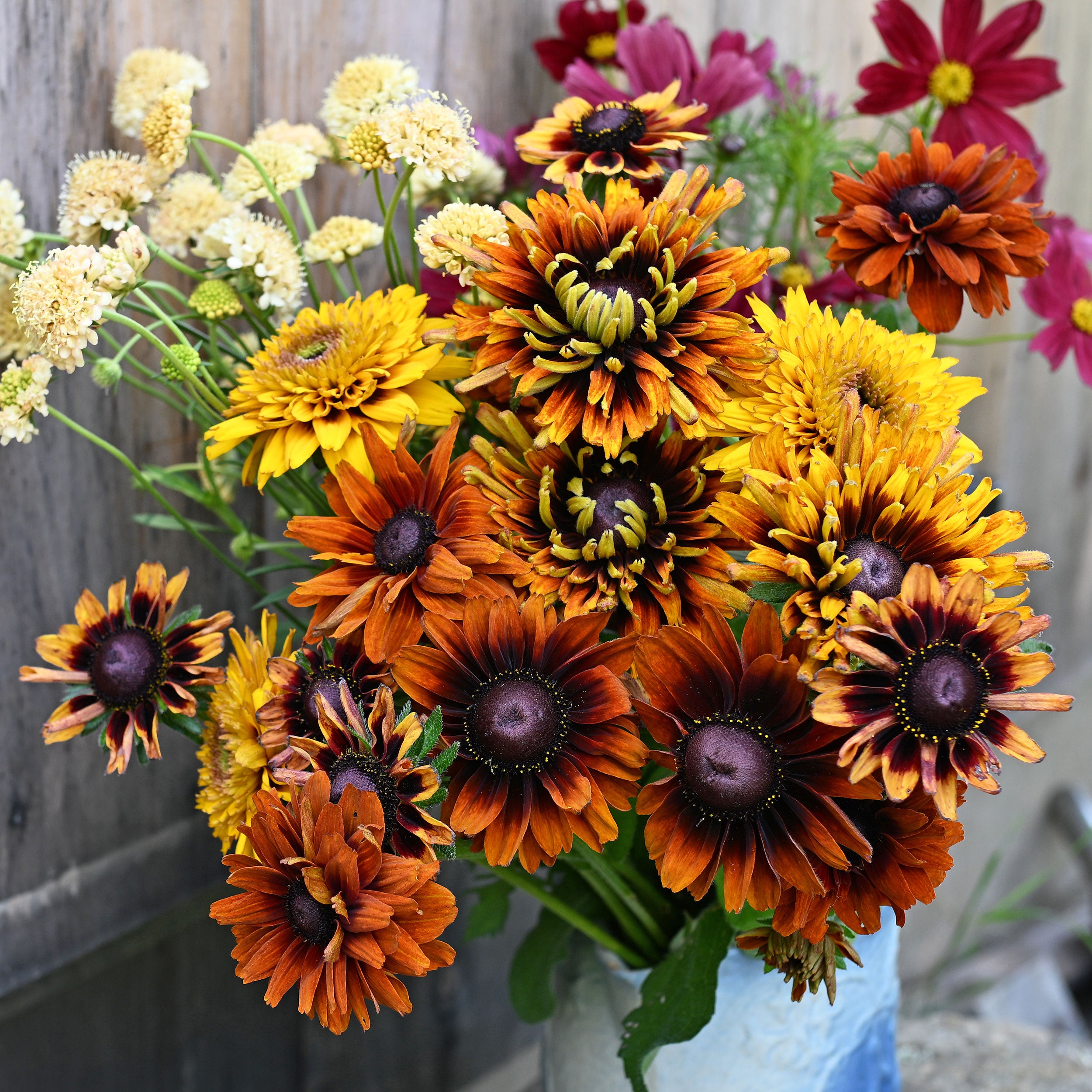 Rudbeckia 'Cherokee Sunset' seeds - Rudbeckia hirta