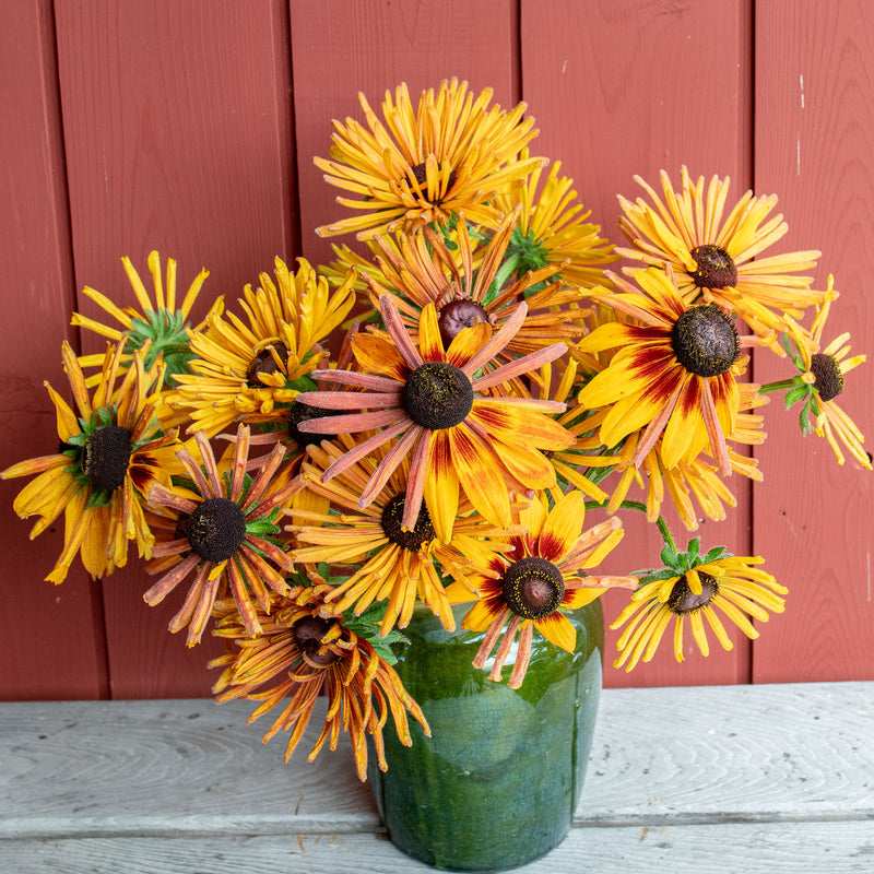 Rudbeckia 'Chim Chiminee'