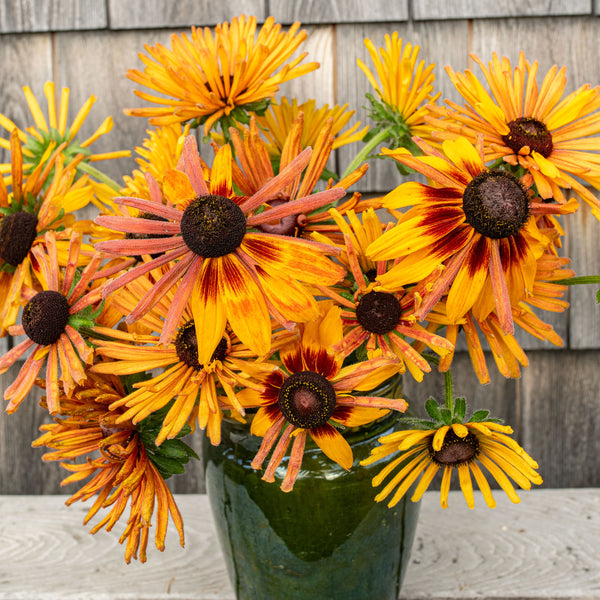 planting rudbeckia seeds Rudbeckia 'Chim Chiminee' seeds
