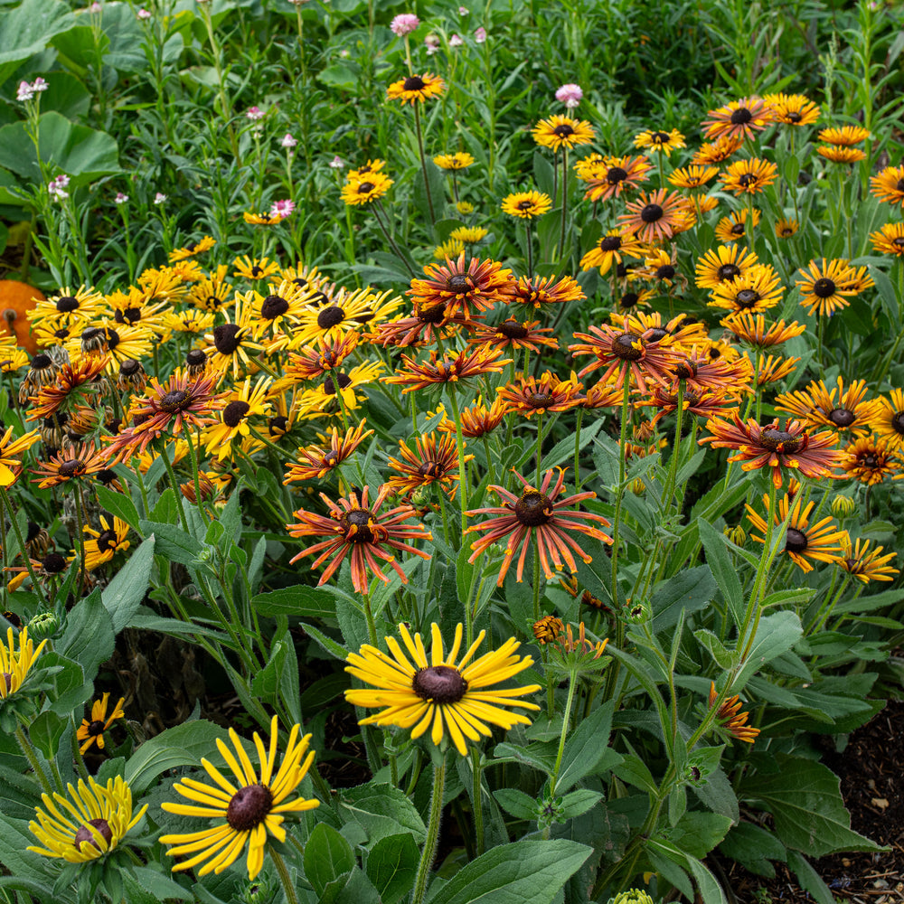 Rudbeckia 'Chim Chiminee'