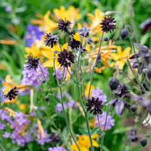 Columbine 'Black Barlow'