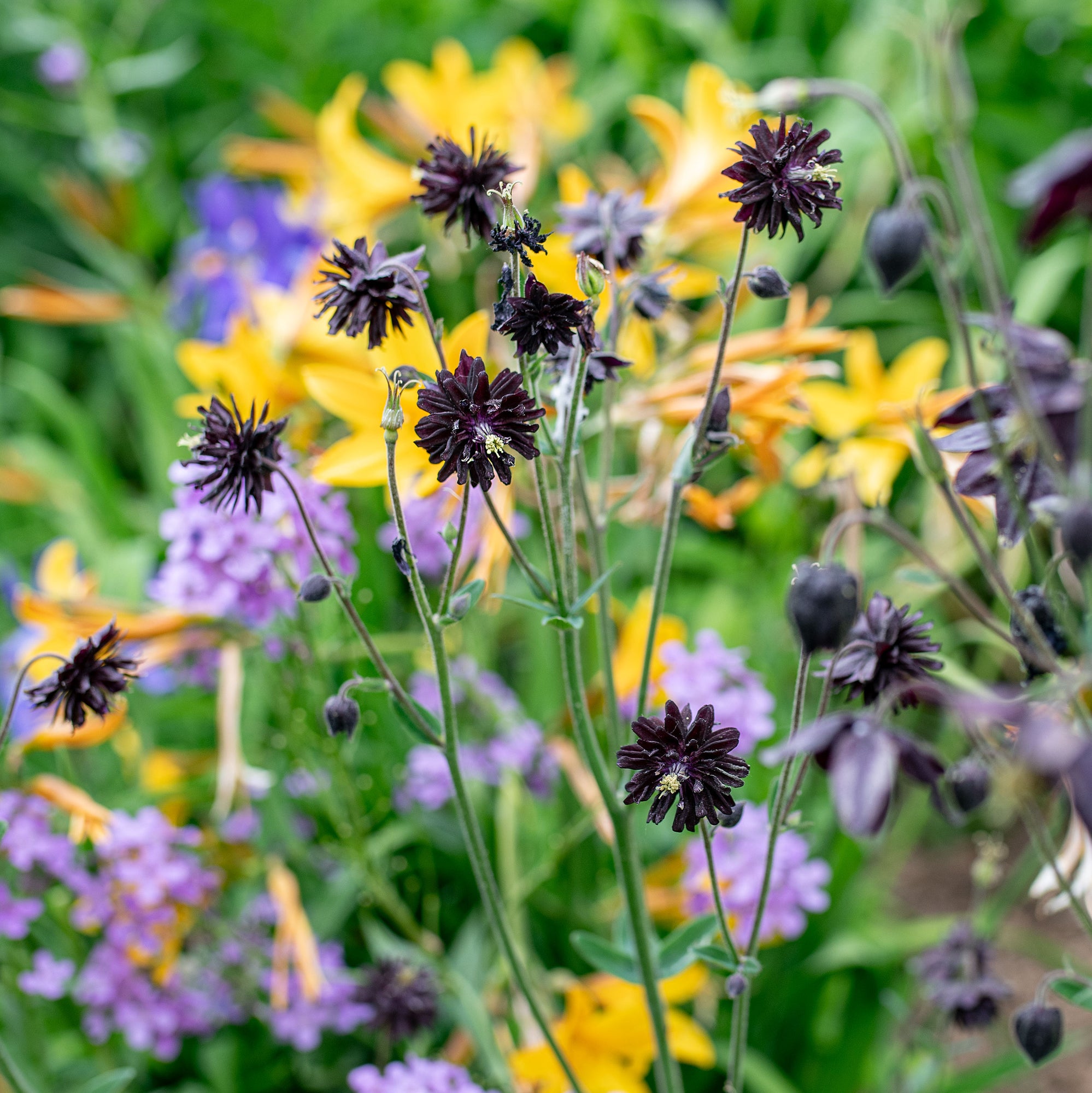 purple dragon rose seeds Aquilegia vulgaris 'Black Barlow'