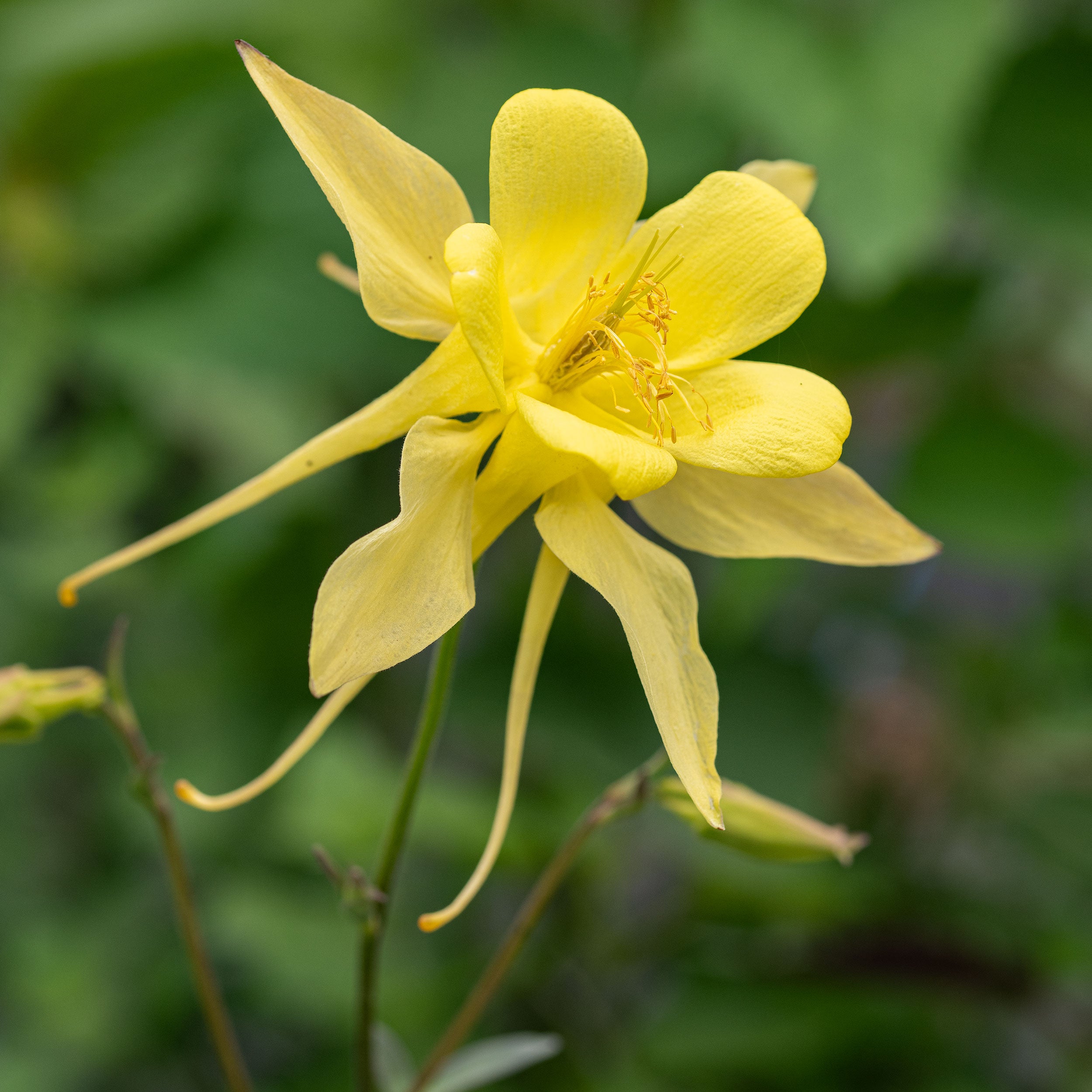 planting columbine seeds indoors Columbine 'Denver Gold®' seeds