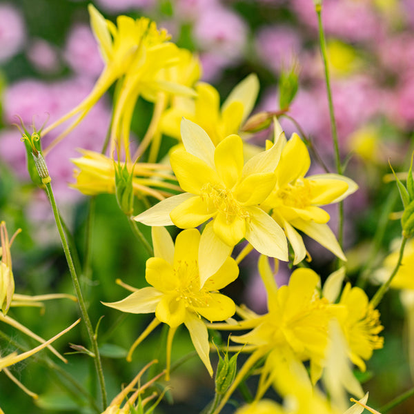Columbine 'Denver Gold®'