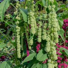 Amaranth 'Green Pearls' Organic