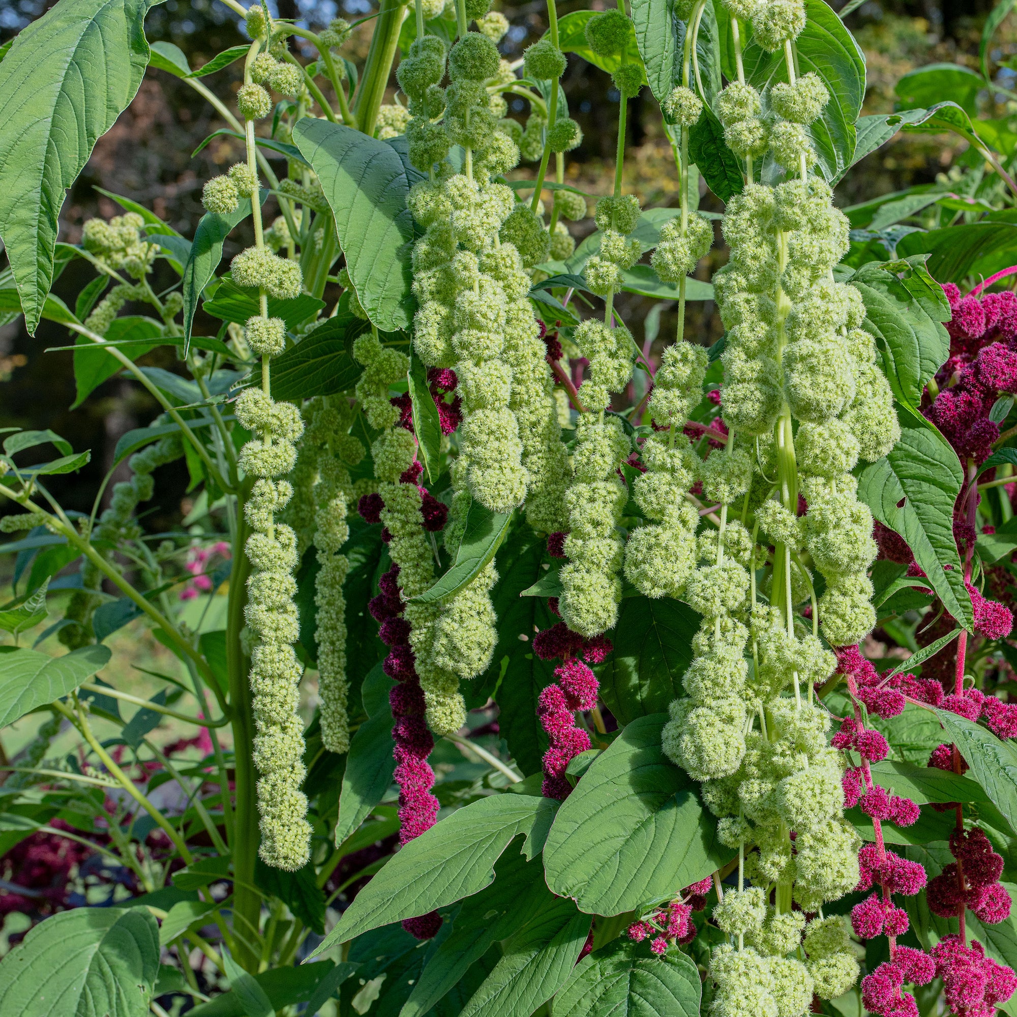Amaranth 'Green Pearls' Organic