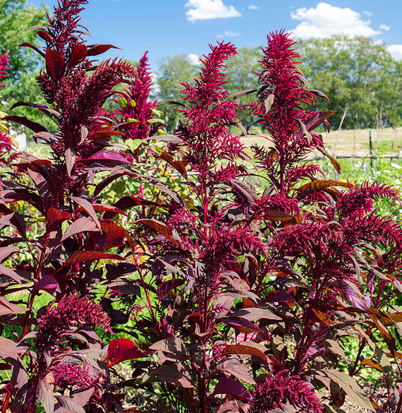 Amaranth 'Polish' Organic