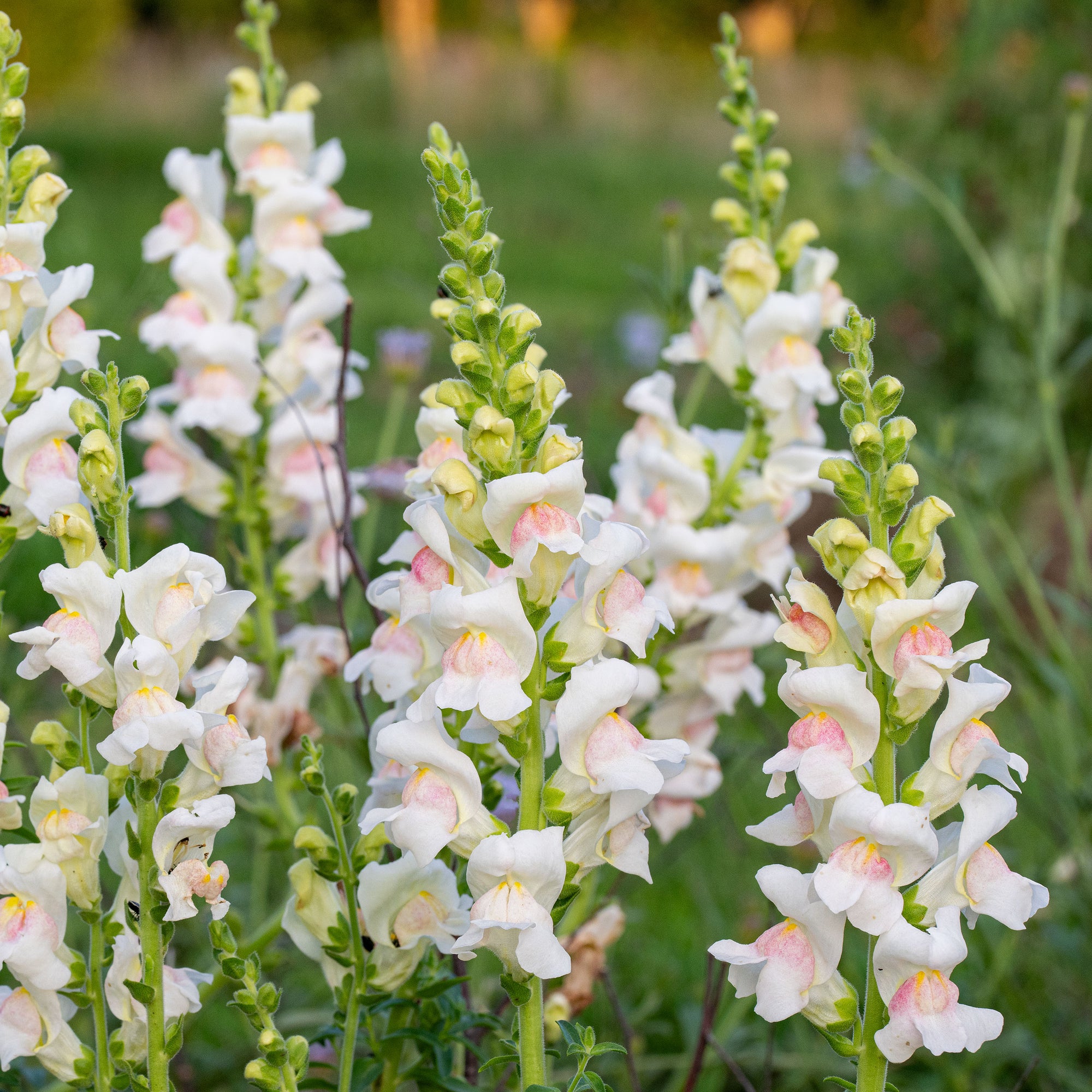 snapdragon flower seeds series f1-1000 seeds Snapdragon 'Potomac® Appleblossom' F1 seeds