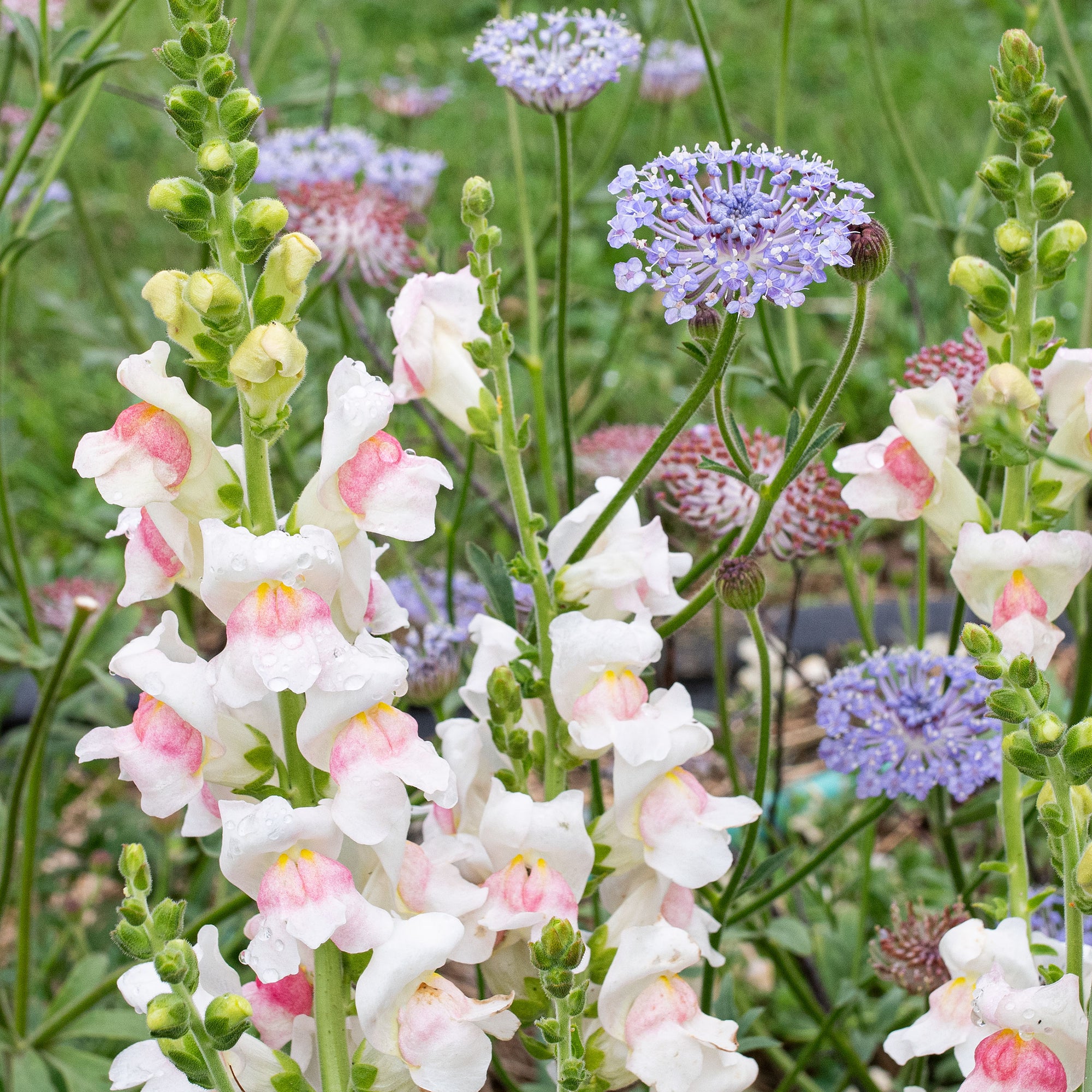 Snapdragon 'Potomac® Appleblossom' F1 - S2