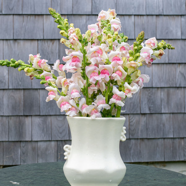 snapdragon potted plant Snapdragon 'Potomac® Appleblossom' F1 seeds