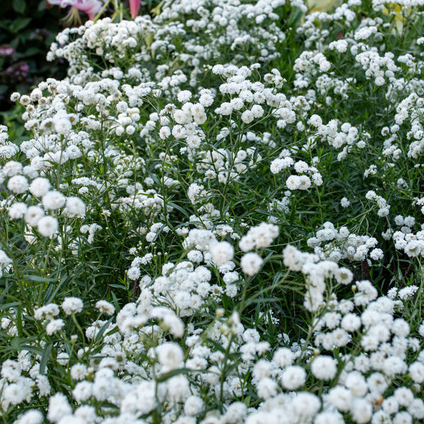 
    



Achillea 'Double Diamond'
