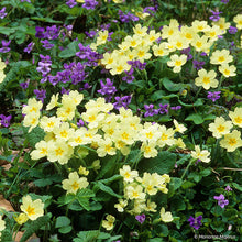 Primrose - Wild - S1