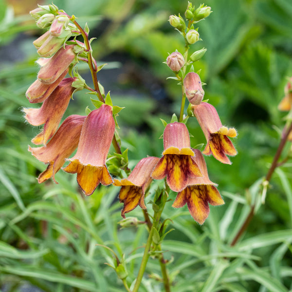 where are the seeds on a foxglove plant Foxglove 'Sunset®' seeds