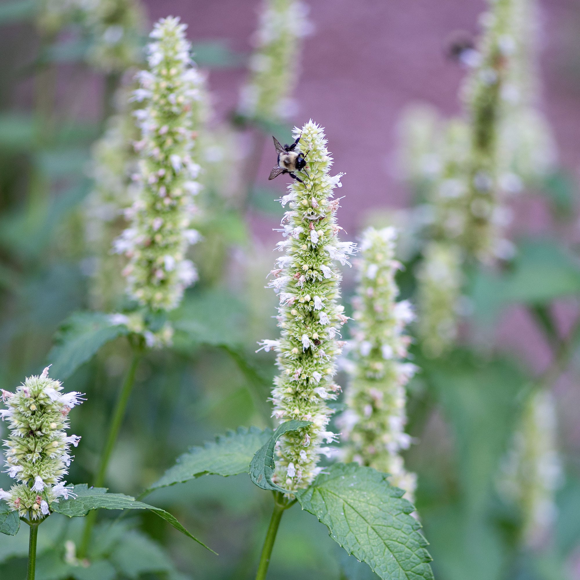 white licorice plant indoors Agastache 'Licorice White' seeds
