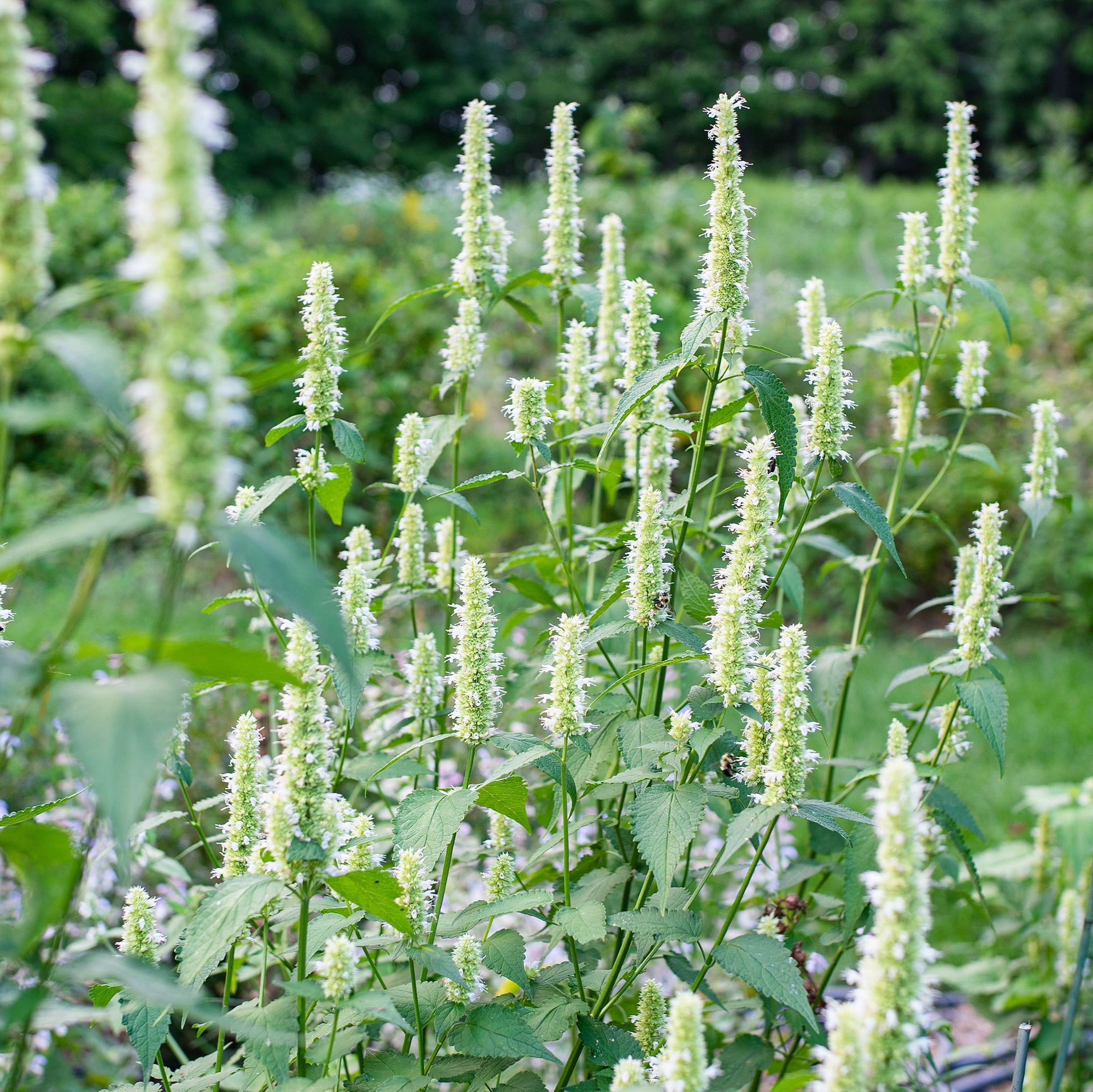 white licorice plant indoors Agastache Foeniculum 'Liquorice White'