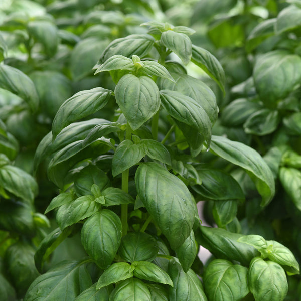 Basil 'Everleaf™ Emerald Towers'