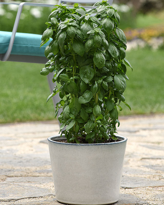 Basil 'Everleaf™ Emerald Towers'