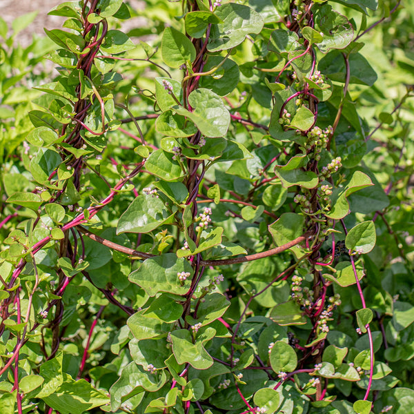 Malabar Spinach 'Rubra' seeds