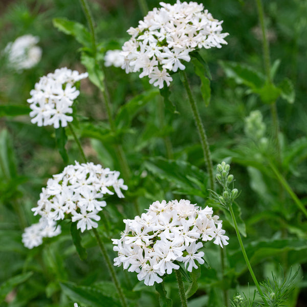 Maltese Cross 'Alabaster' seeds - Lychnis chalcedonica