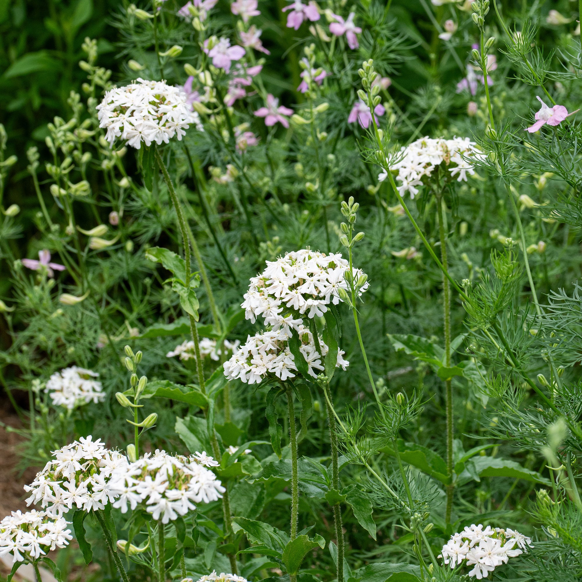 maltese cross flower seeds Maltese Cross 'Alabaster' seeds