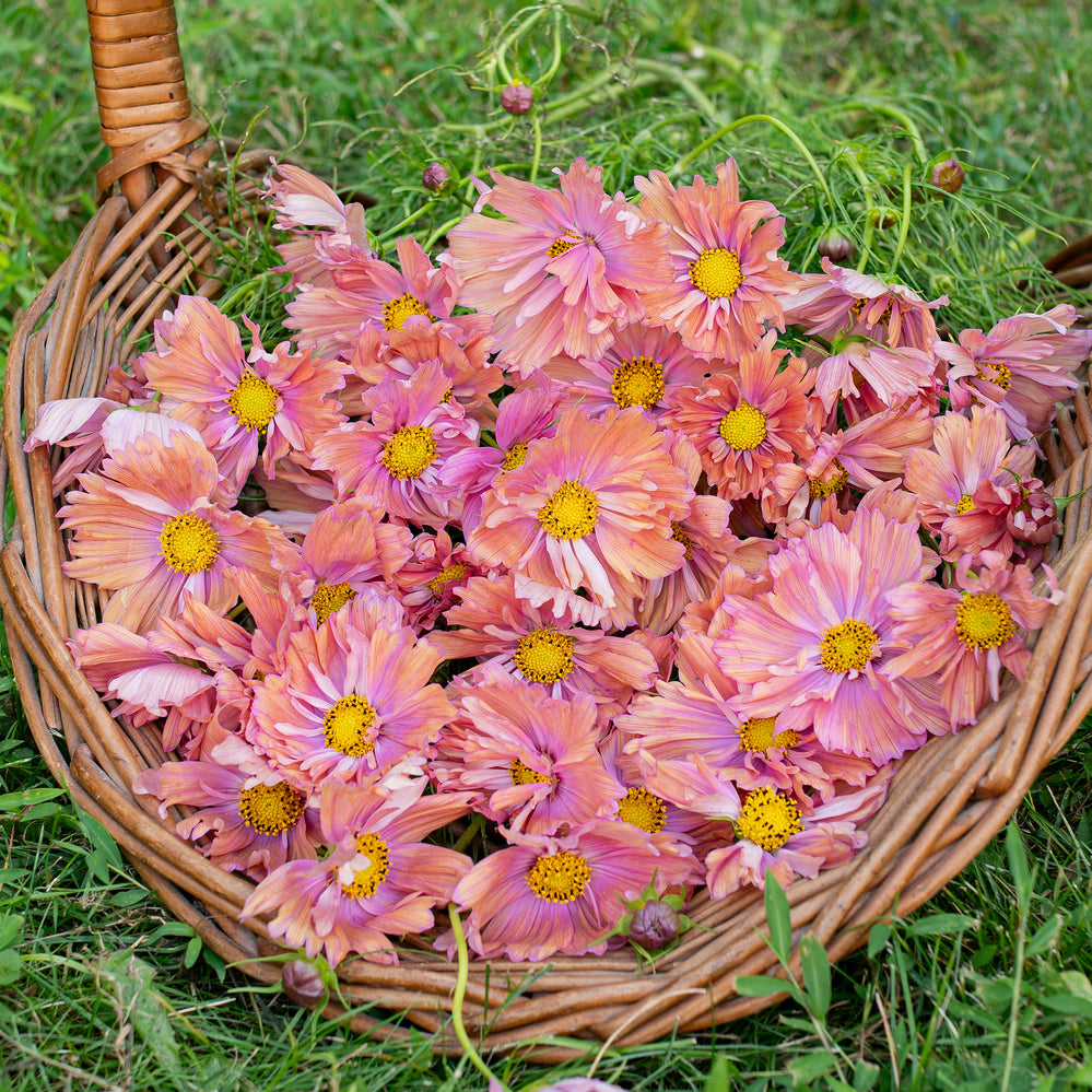 Cosmos 'Apricotta' - S2