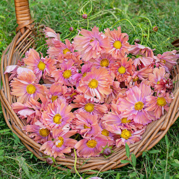 Cosmos 'Apricotta' - S2