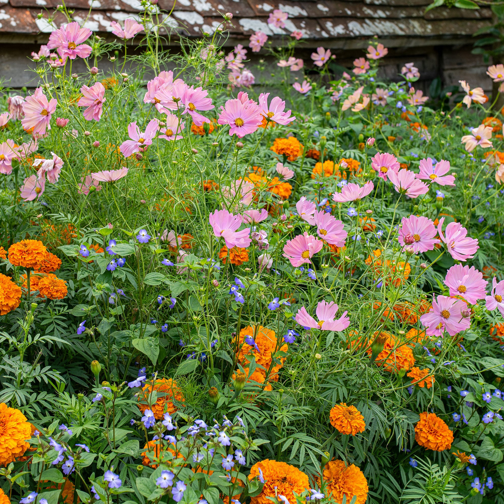 Cosmos 'Apricotta'