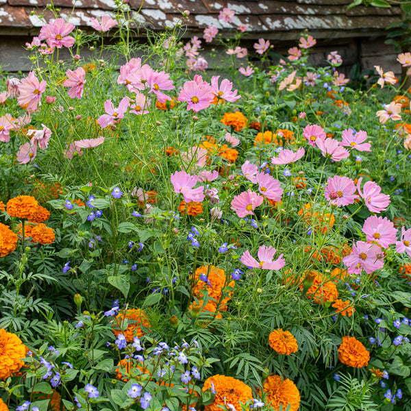 Cosmos 'Apricotta'