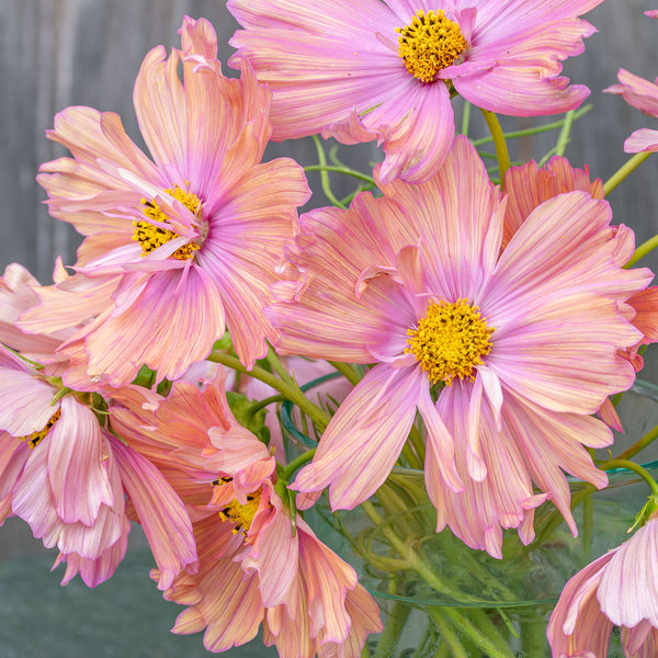 Cosmos 'Apricotta' plants